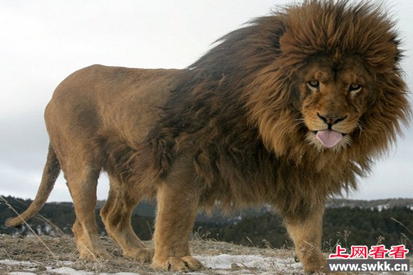 全世界最大的狮子巴巴里狮