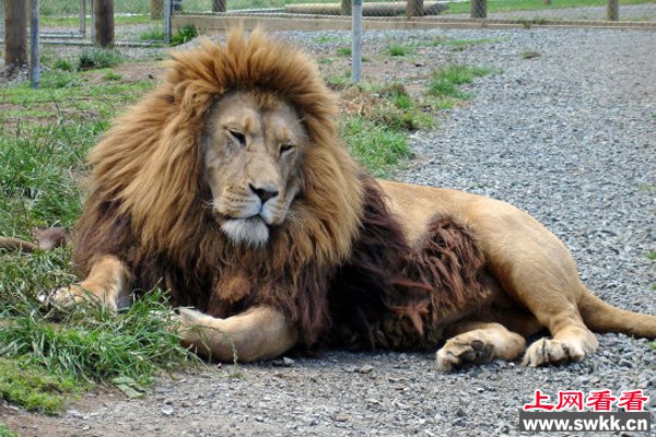 目前全世界残存的巴巴里狮不足100只