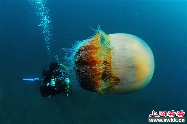 世界上最大的水母越前水母