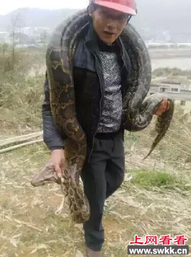 福建一工地挖出百岁巨蟒