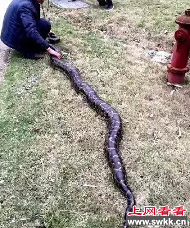 福建一工地挖出百岁巨蟒