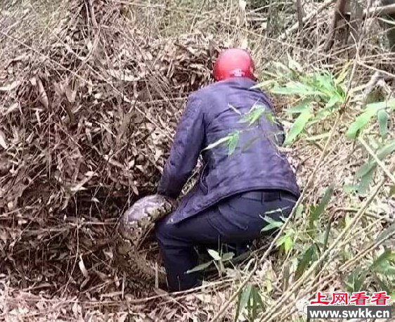 福建一工地挖出百岁巨蟒