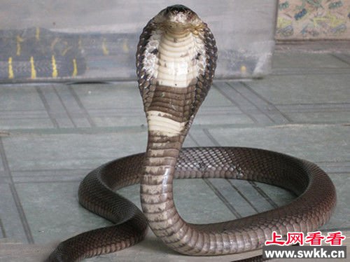 全世界最大的眼镜蛇一次喷毒能杀死20人