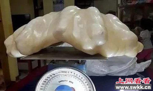 全世界最大的珍珠重达34公斤