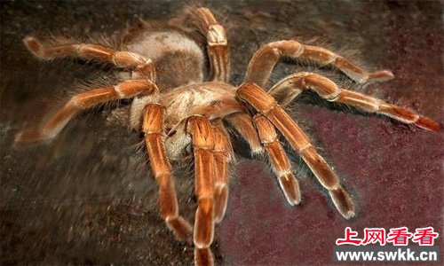 亚马逊巨人食鸟蛛体重230克