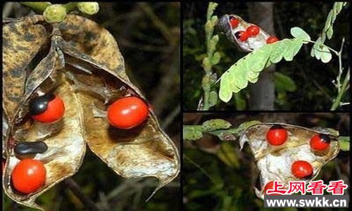全世界最毒的植物相思豆