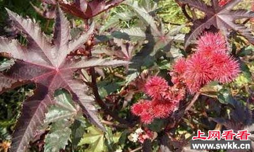 全世界最毒的植物蓖麻