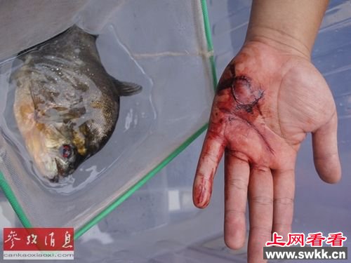 广西柳州食人鱼事件