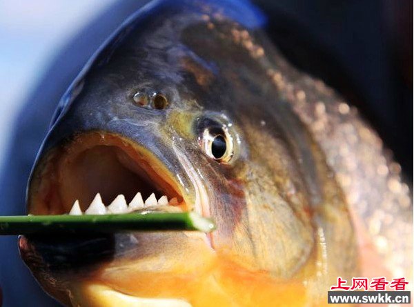 广西柳州食人鱼事件