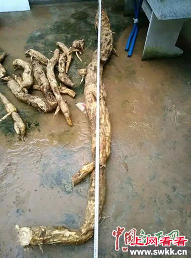 江西挖出巨型葛根