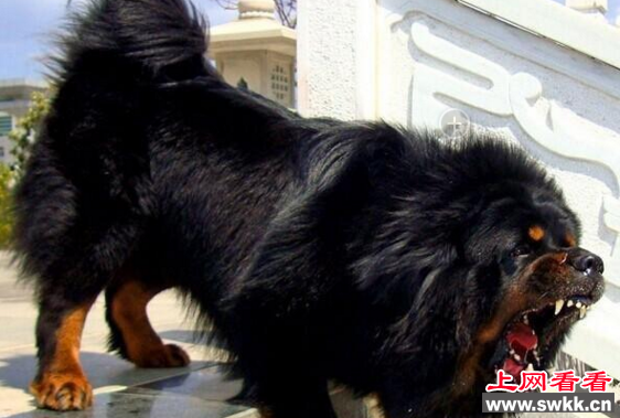 天价藏獒