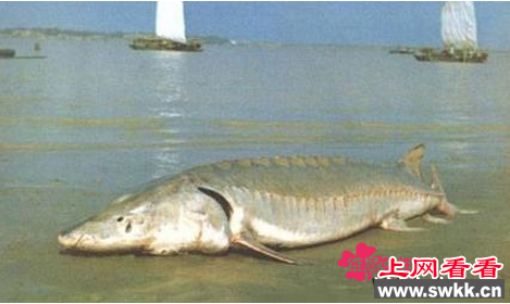 解剖中华鲟惊现女尸