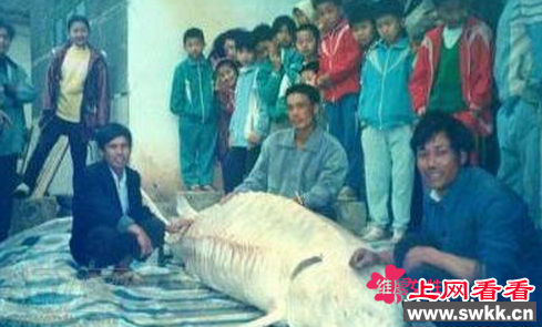 解剖中华鲟惊现女尸