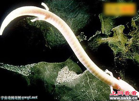 昆仑山古洞惊人真龙崽被发现？真相揭秘