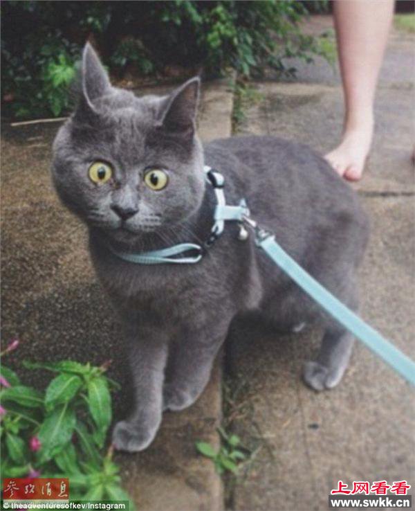 惊讶猫走红网络