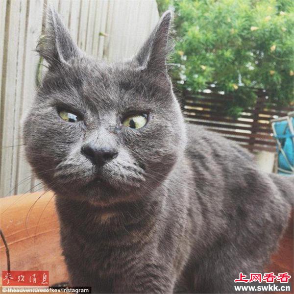 惊讶猫走红网络