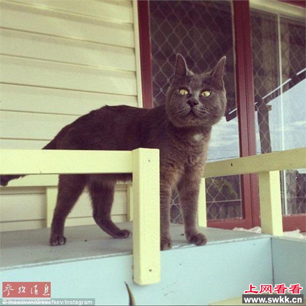 惊讶猫走红网络