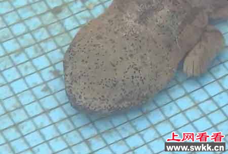 净水厂现四脚鱼