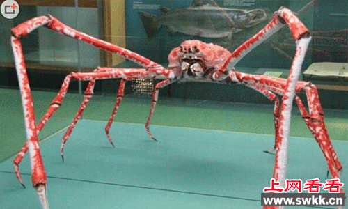 巨型杀人蟹蜘蛛蟹
