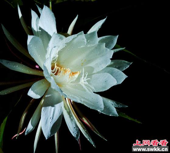 昙花