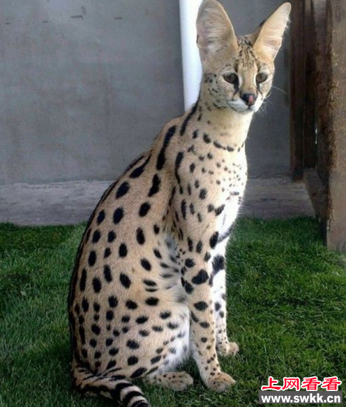 草原猫