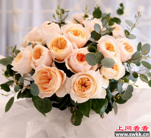 玫瑰花