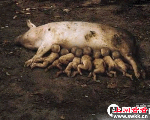 老母猪生小孩