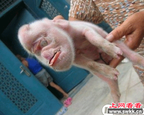 老母猪生小孩