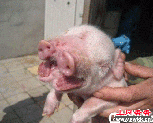 老母猪生小孩