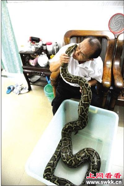 老人蟒蛇同住7年