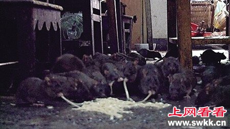 老人养老鼠当宠物