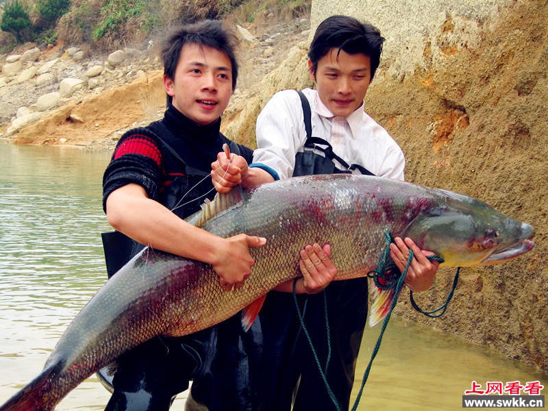 钓鱼水平王者级:老人长江钓起鱼王