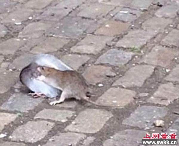 老鼠鸽子当街对决