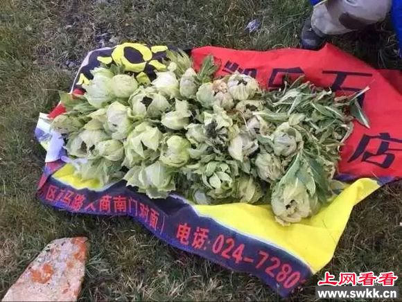 驴友盗挖天山雪莲