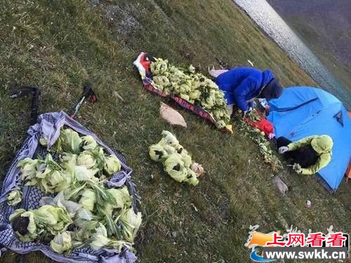 驴友盗挖天山雪莲