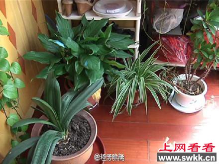 绿萝孵小蛇