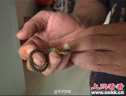 绿萝孵小蛇