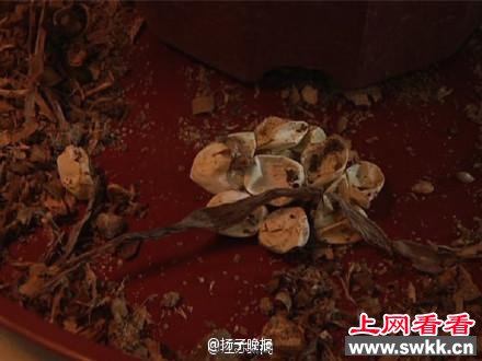 绿萝孵小蛇