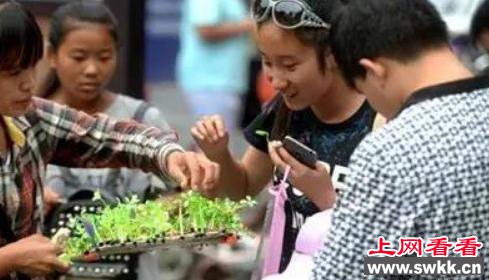 以假乱真:卖萌草吸引到蝴蝶 引众多网友惊叹