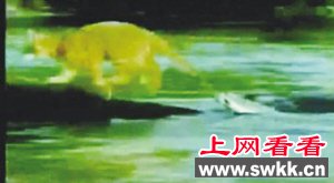 猫用尾巴钓鱼
