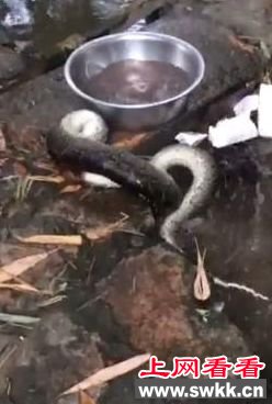 缅甸蟒被村民水煮
