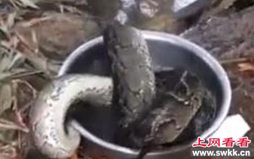 缅甸蟒被村民水煮