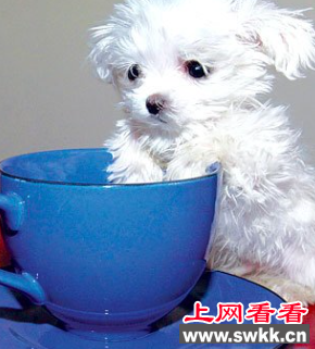 最小狗狗