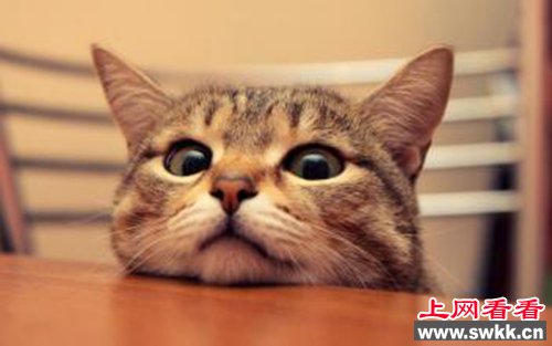 男子帮老板买病猫 心里压力巨大