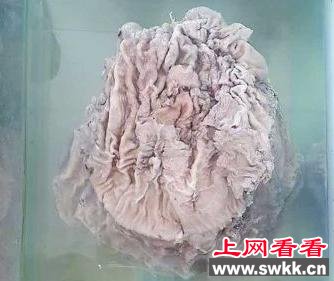 男子捡到疑似太岁