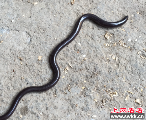 世界最小的蛇