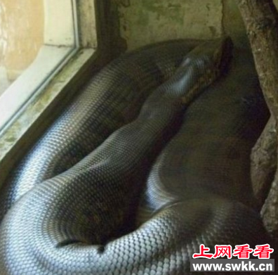 50米长的蛇