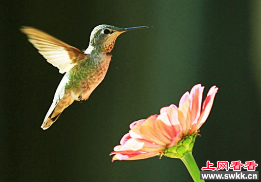 吸蜜蜂鸟