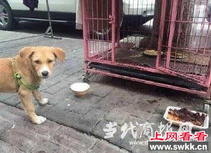 男子将狗粮吃光