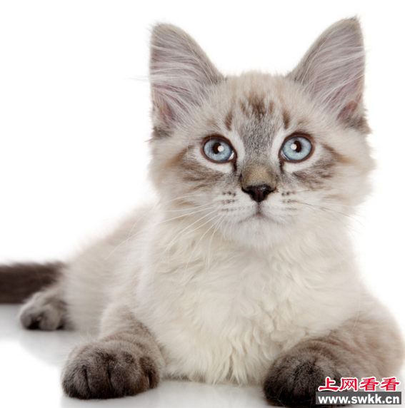 全世界最长寿的猫